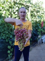 Виноград Ливия