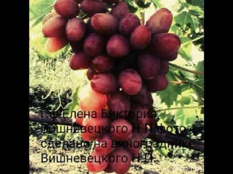 Виноград Елена Виктория