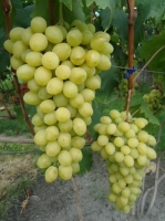 Виноград Слава Украине